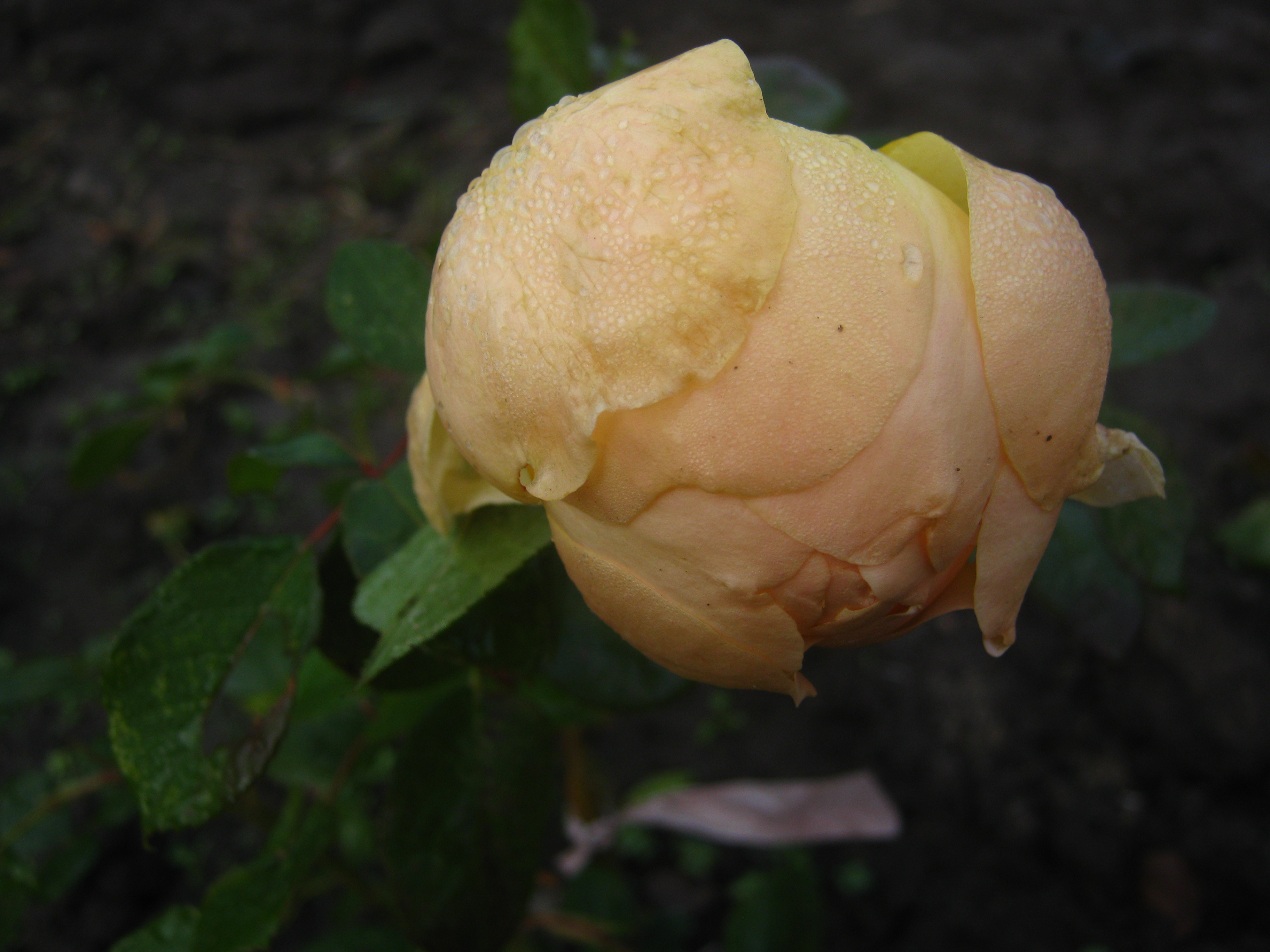 Опознать сорт розы