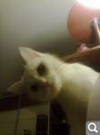 8c763ae4743ff7f0c0d7184bff875e54.png