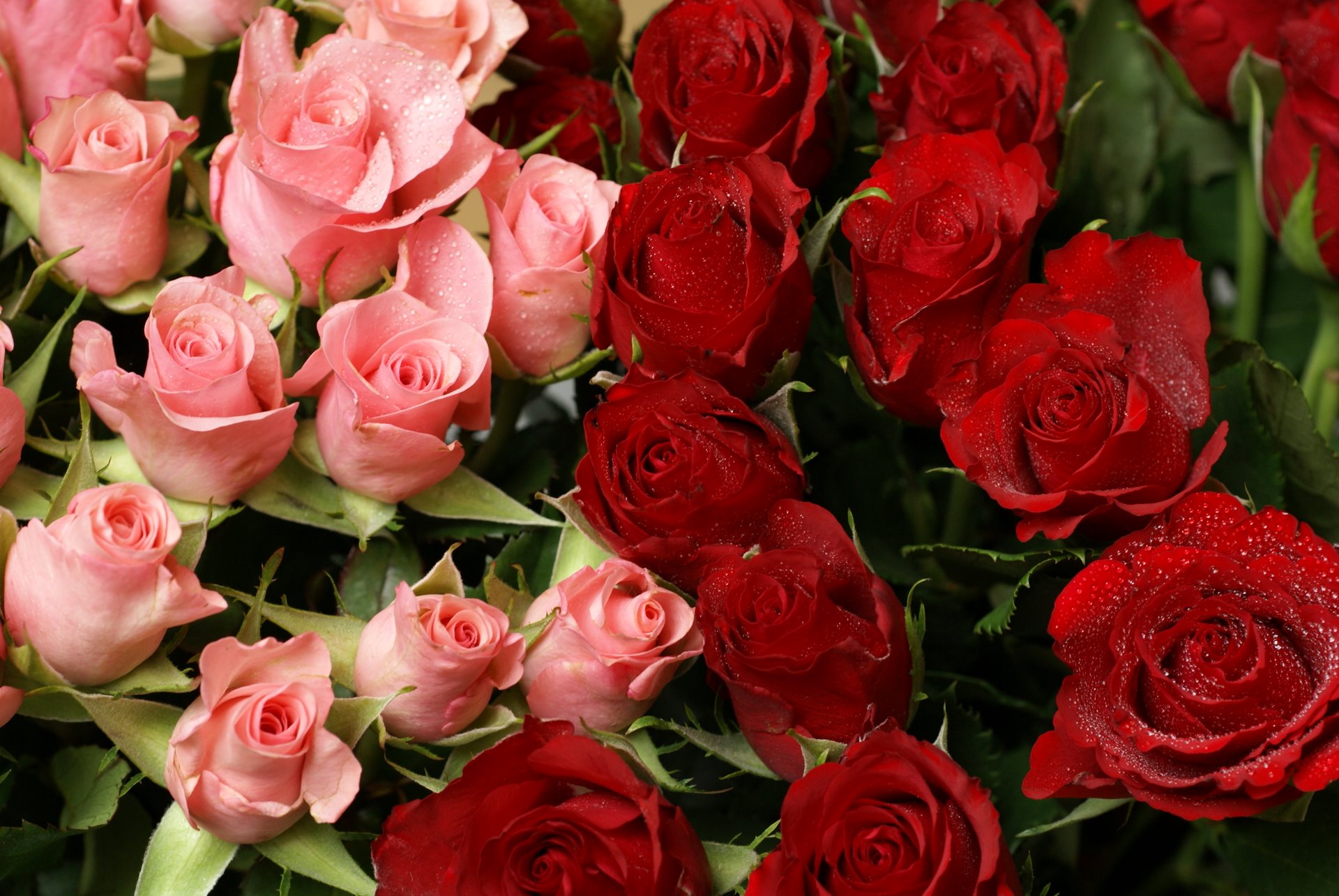 природа розы букет красные цветы скачать