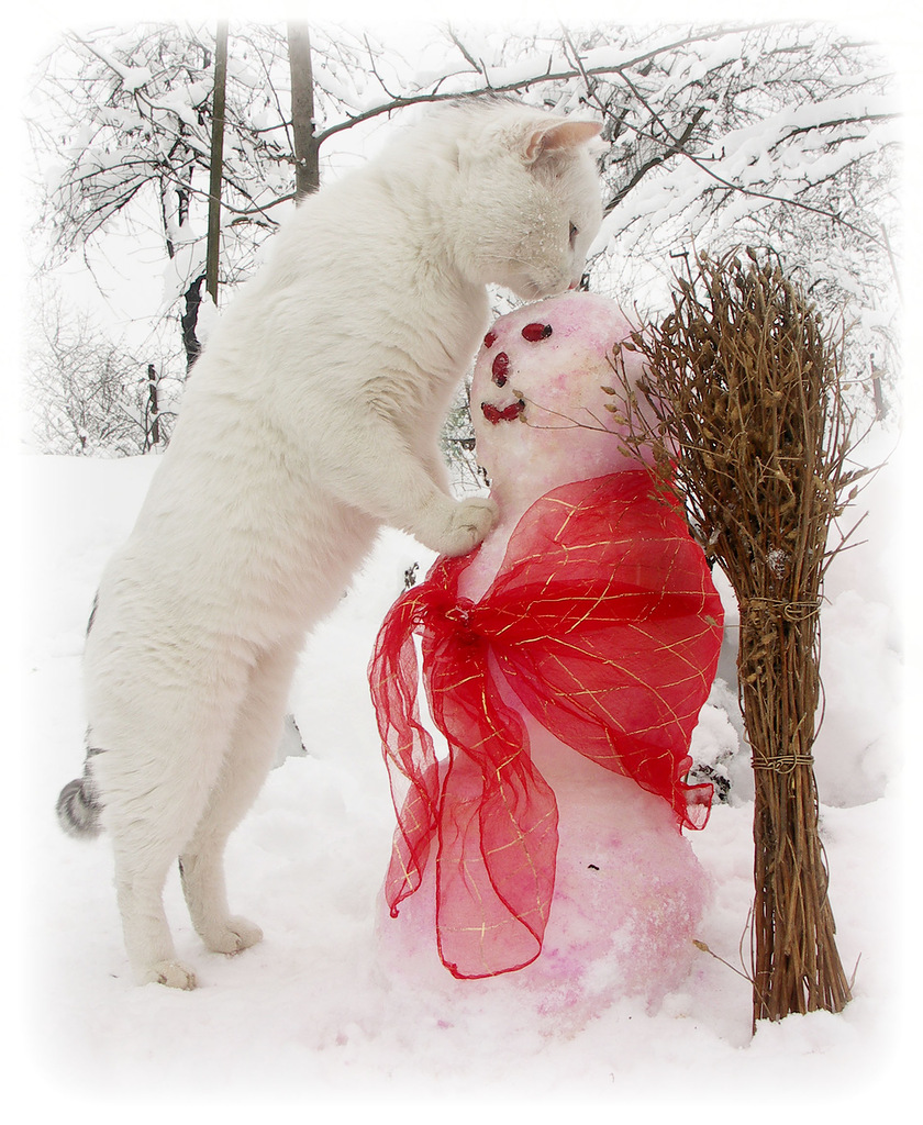 Коты и Снеговики