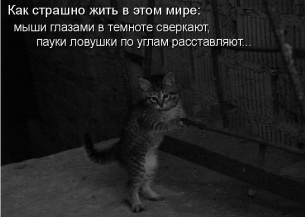 http://s4.hostingkartinok.com/uploads/images/2012/12/5c28c6aedec01d22528d0203782f1242.jpg