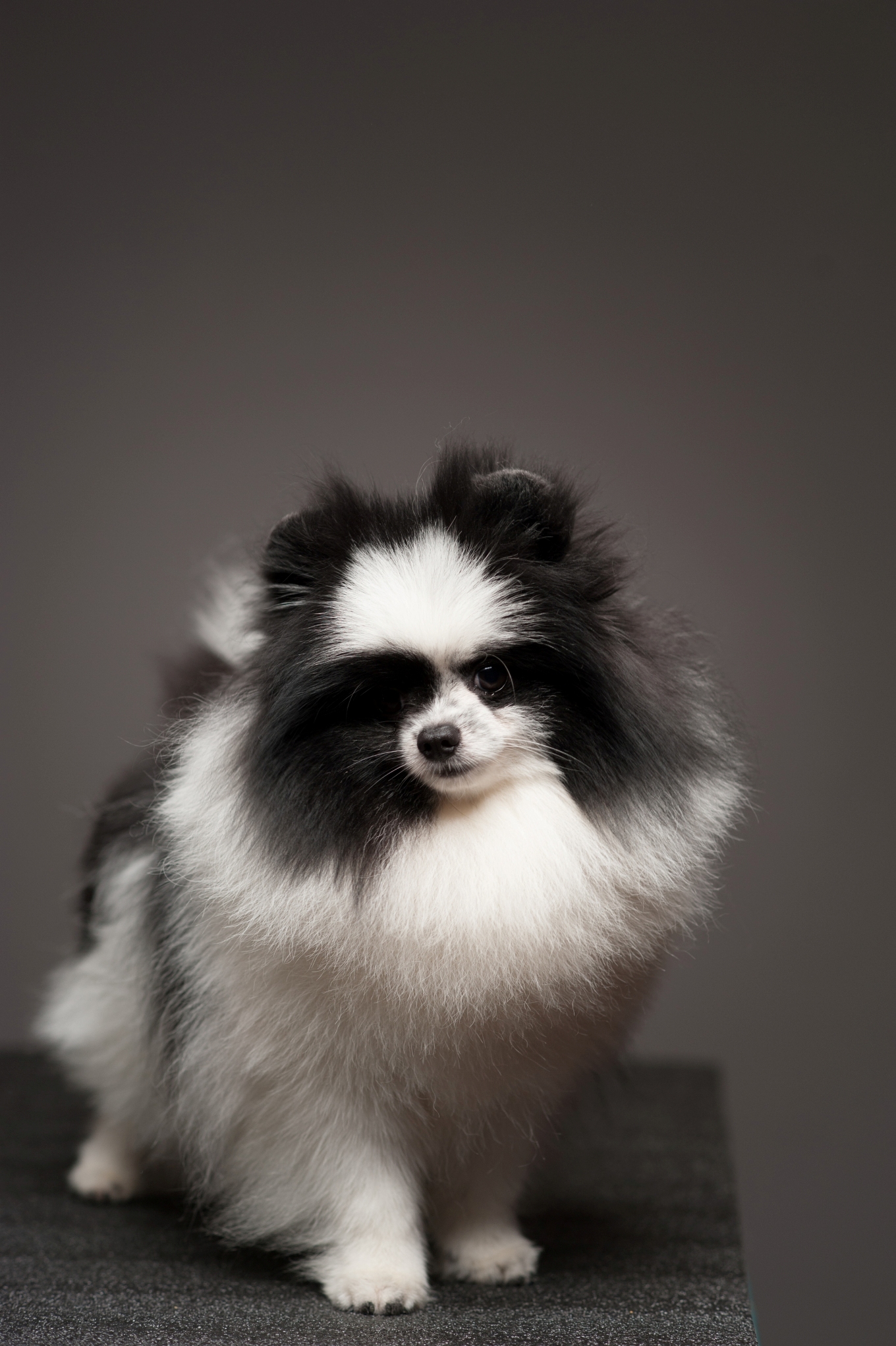 немецкий шпиц черный белый. померанский шпиц черобелый. шпиц собака черный. померанский шпиц панда. померанский шпиц черный с белым.