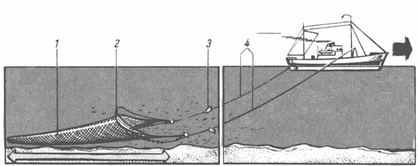 Поднятие рыболовного. Рыболовецкий донный трал схема. Трал орудие лова рыбы. Донный трал орудие лова. Промысловая схема тралового лова.