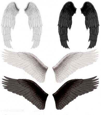 ,hskz. Строение крыла волнистого попугая. Виды крыльев у птиц. Формы крыльев ангелов. Форма крыльев.