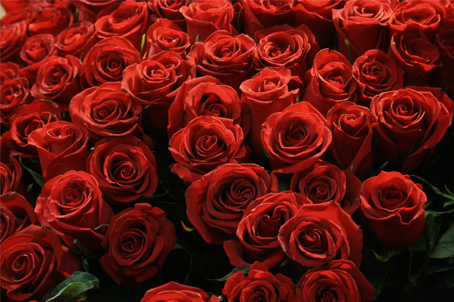 Алые розы мп3. Красный цветок. Алые розы. Красные розы.