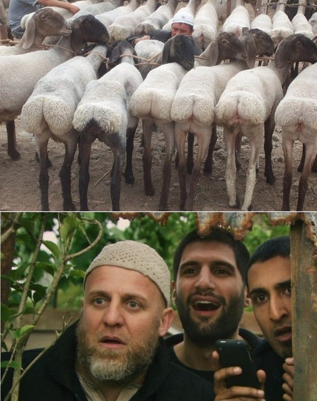 Мужским, картинки смешных кавказцев