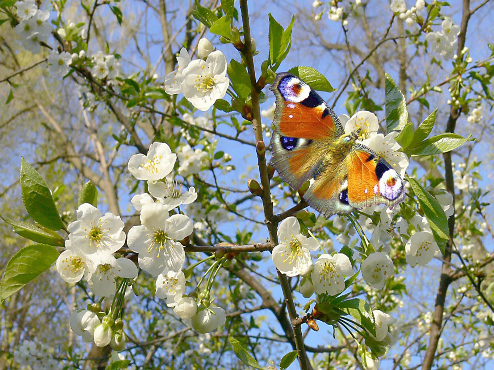 Видео весенней природы. Природа весной. Красота весны.