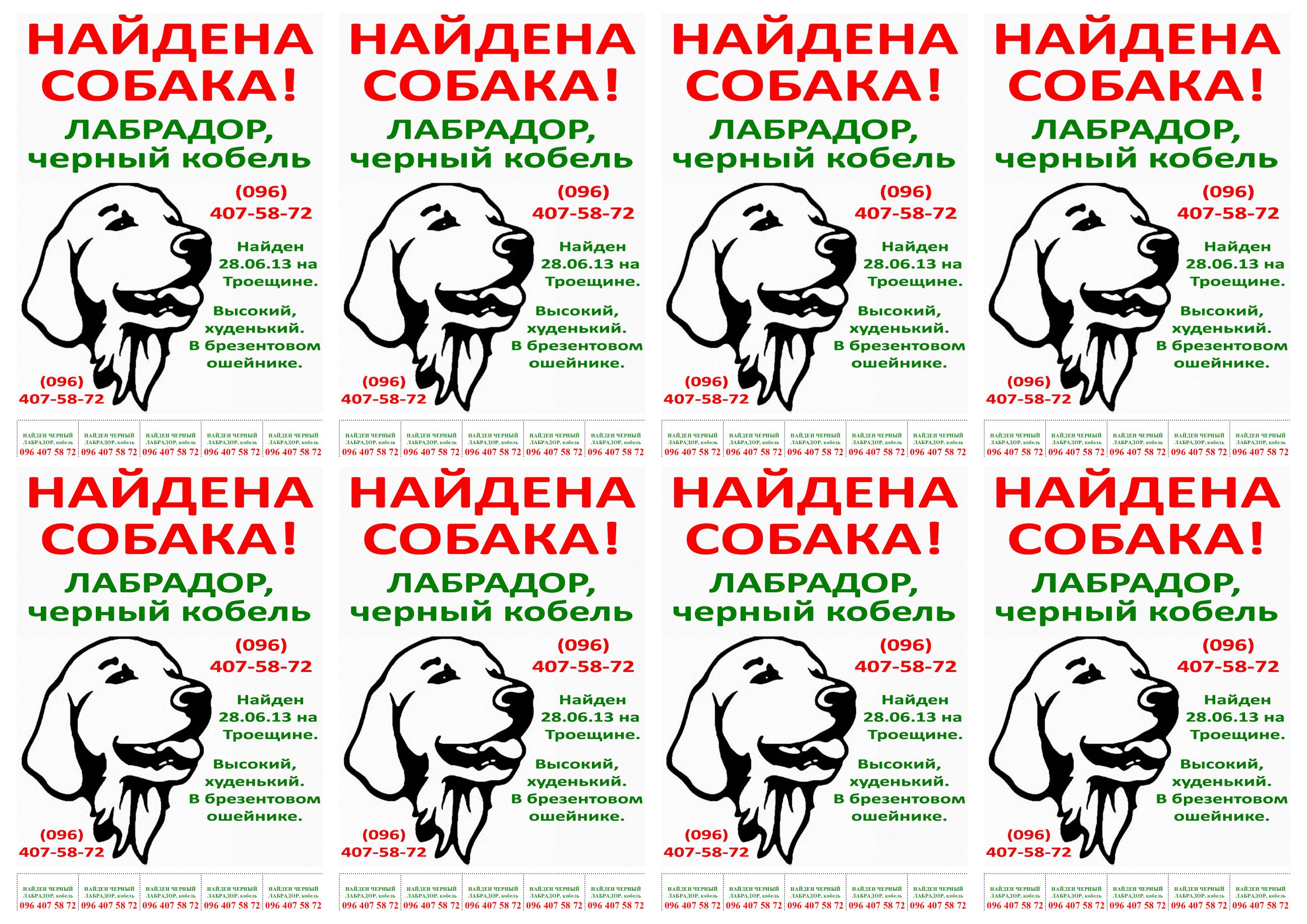 Клички черного кобеля. Клички для собак кобелей лабрадоров. Имена щенков лабрадоров.