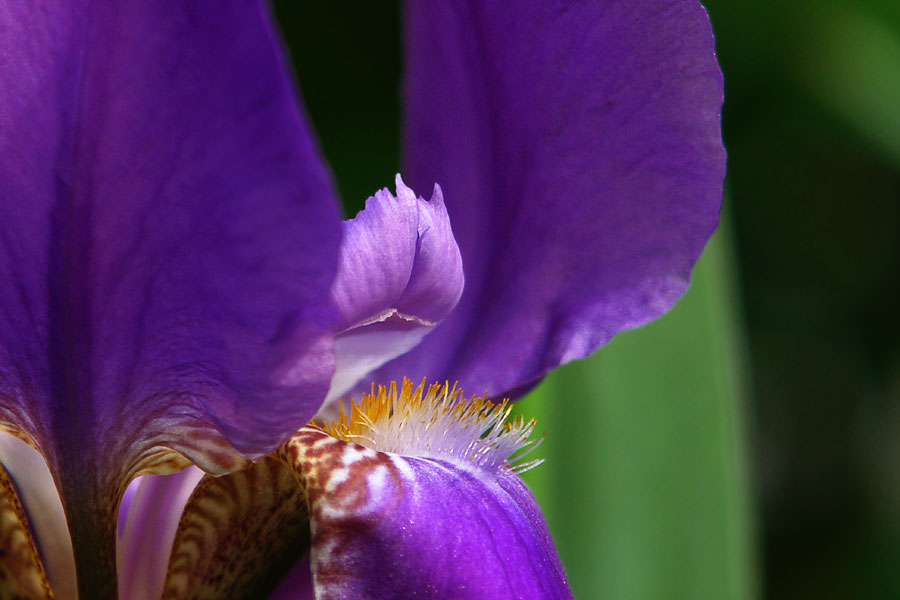 игорь левашов картины ирисы. анастасия беседина ирисы. ирис сибирский хэвинг фан. ирис мунлит уотер iris moonlit water. игорь левашов ирисы.