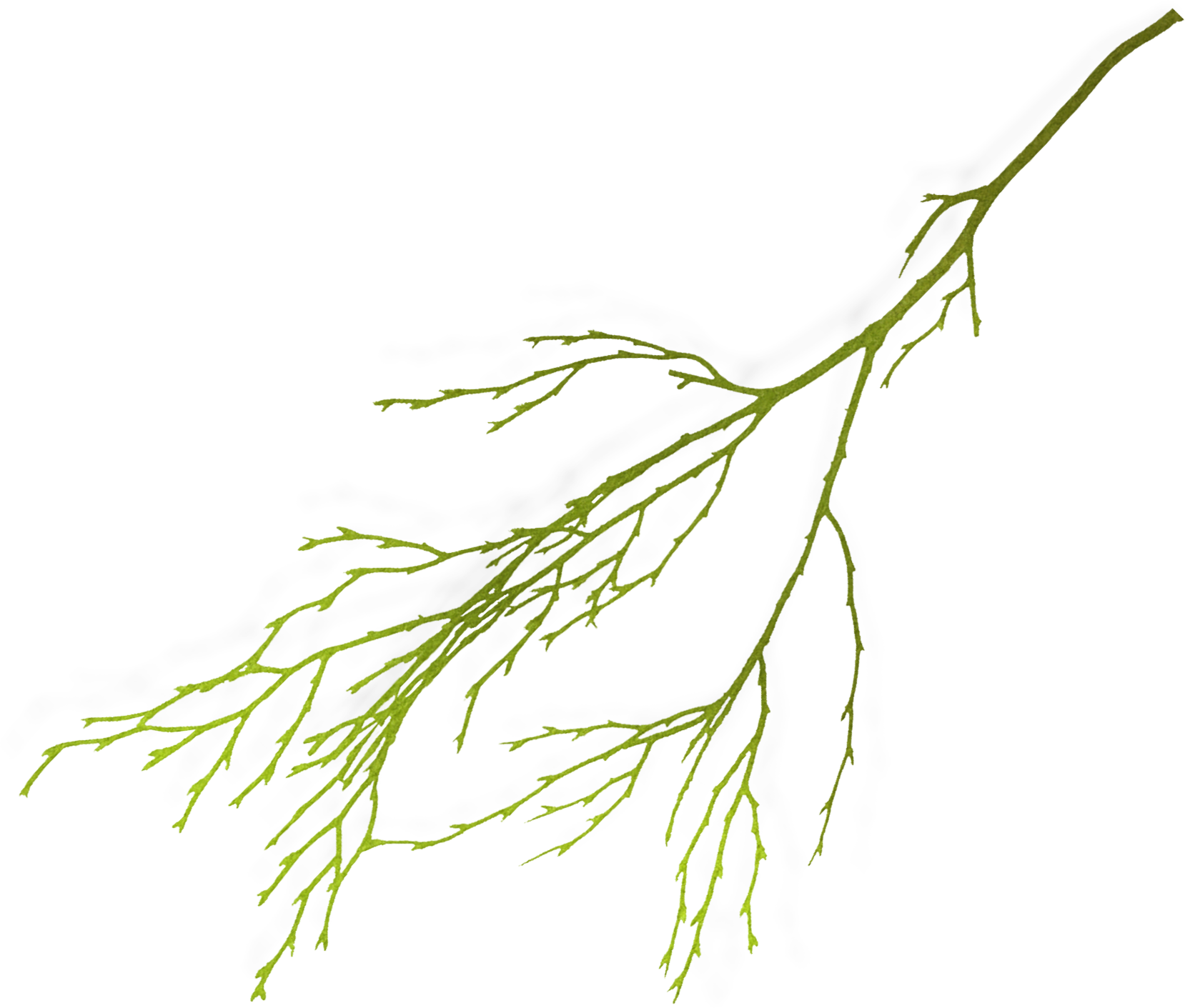 Branch's. Веточка. Тонкая ветка. Ветка растения. Ветка зелени.